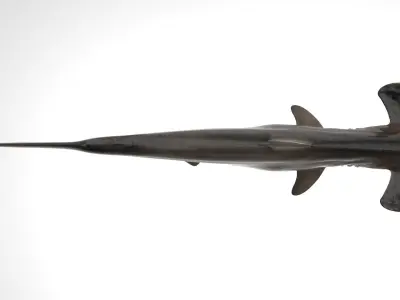 Hammerhead Shark RIGGED 3D model