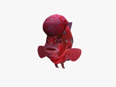Flower horn Fish Low-poly 3D model