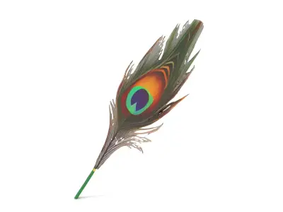 Peacock Feather Detailed Model Pack for Realistic Simulations Low-poly 3D model