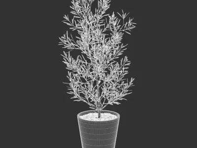  Young Olive Tree Potted Plant Model 