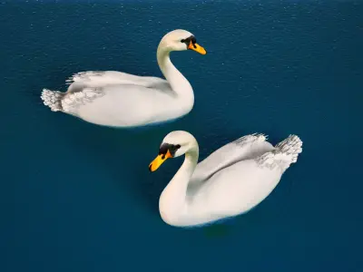 White Swan 3D model purchase