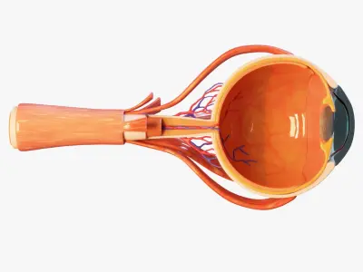 Cross Section Eye Anatomy 3D model