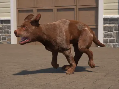 Running Brown Retriever Dog Fur Animated Rigged for Maya 3D model purchase