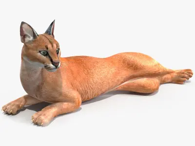Caracal Rigged for Maya 3D model