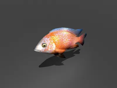 Dragonblood Peacock Low-poly 3D model
