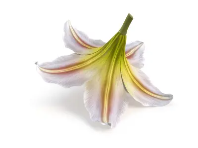 Realistic Lily 3D Model - High-Quality 4K PBR Asset 