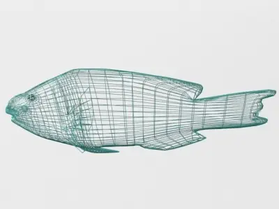 Rainbow Parrotfish Low-poly 3D model