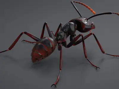 Realistic Black Ant 3D model