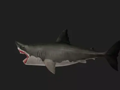 Shark Low-poly 3D model 20