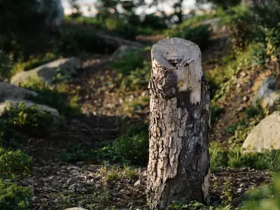  Medium Cut Flaking Stump Model 