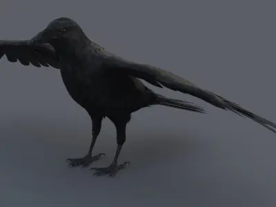 Crow 3D model