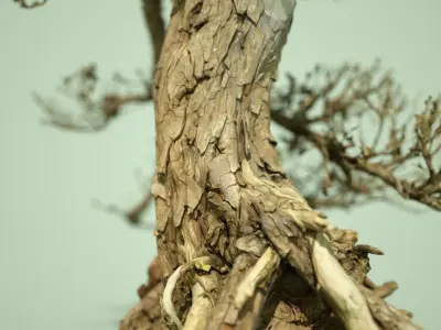 Stylised Dead Tree Collection 3D model
