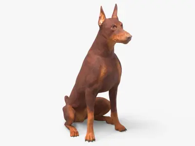 Doberman Dog Brown Sits 3D model