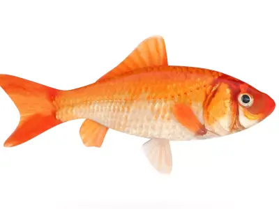 Gold Carp 3D model