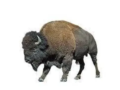 Bison big beast 3D model