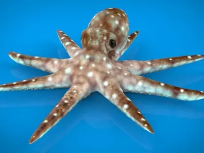 OCTOPUS Low-poly 3D model