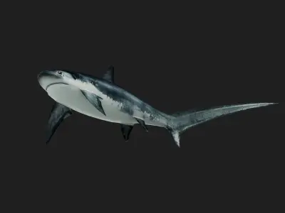 Shark Low-poly 3D model 15