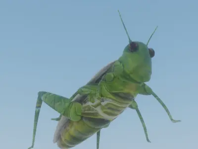 grasshopper Low-poly 3D model buy