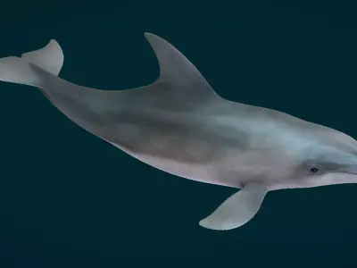Bottlenose Dolphin Animated Low-poly 3D model