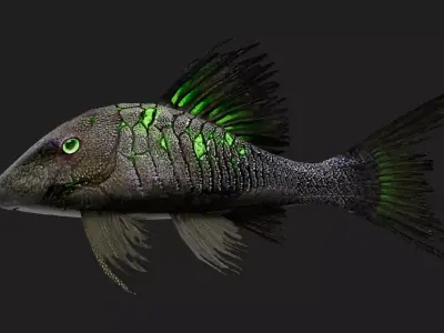 Panaque Low-poly 3D model