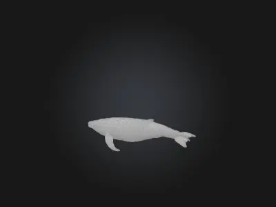 Realistic Whale Model Low-poly 3D model