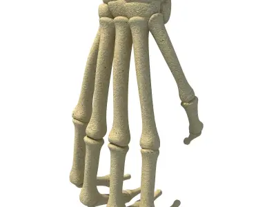 Bones of Animal Hand 3D model