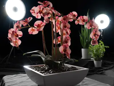  Orchid Plant Model, Red 