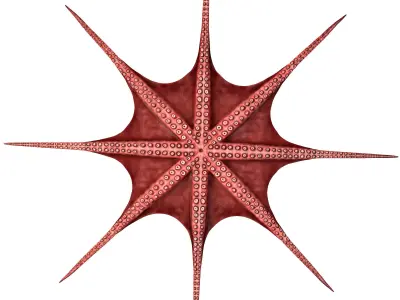 Octopus 3D model 3