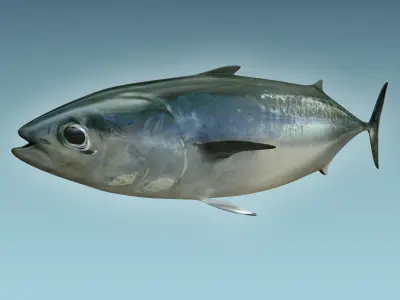Bonite Fish 3D model