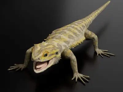 Bearded Dragon 3D Model