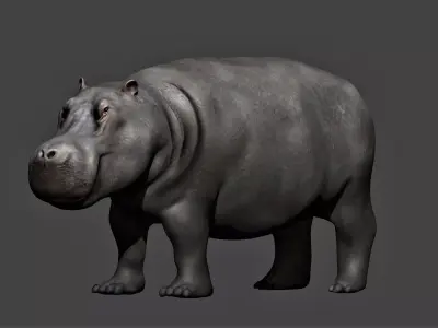 Hippopotamus fully rigged Low-poly 3D model