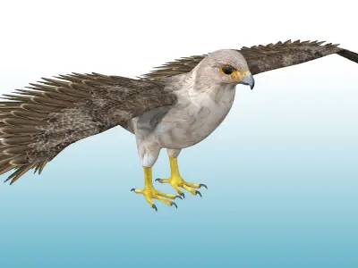 Hawk Rig 3D model