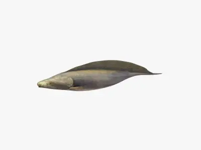 Aba Aba Fish 3D model