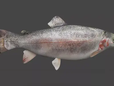 Fish Trout 3D model