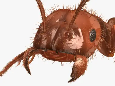 Solenopsis Invicta "Red Fire Ant" 3D model