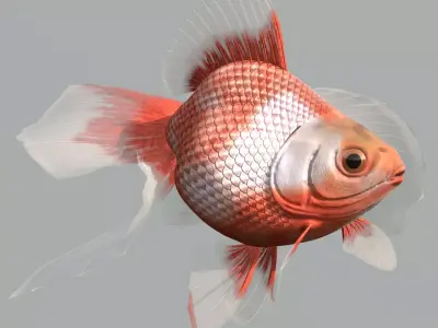 Goldfish Low-poly 3D model get