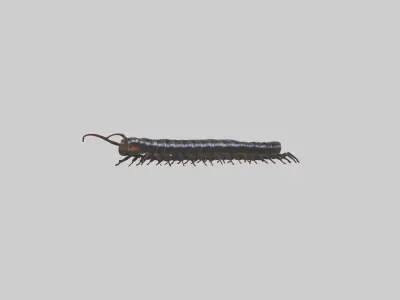 Giant African Millipede Low-poly 3D model