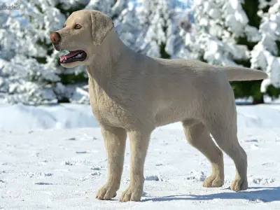  Labrador Dog White Rigged Fur 