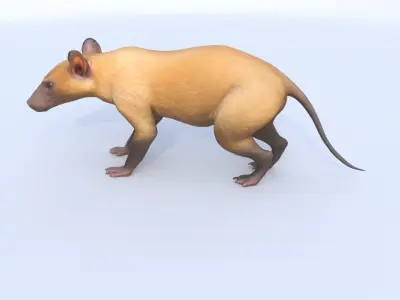 Hispaniolan Solenodon 3D model
