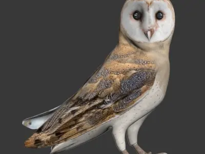 Pets Set barn owl Low-poly 3D model