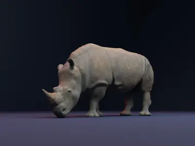 Rhino 3D Animation Model  3D model