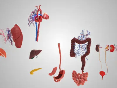  10 Anatomical human organs in body 