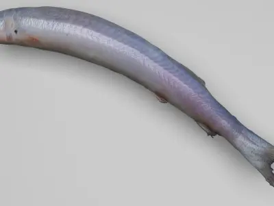 Carrion Fish 3D model
