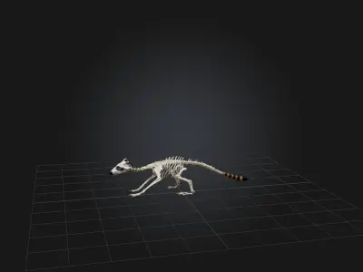 Realistic Raccoon Skeleton Model Low-poly 3D model