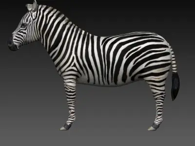 Zebra Low-poly 3D model