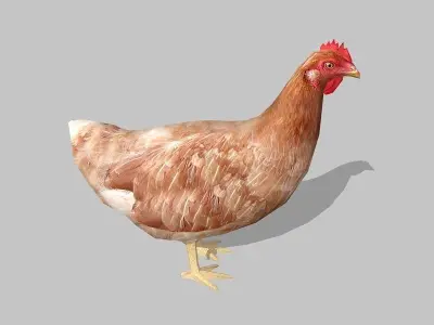 hen chicken Low-poly 3D model purchase