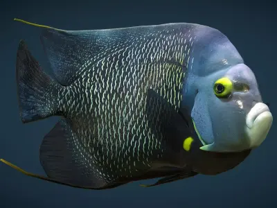 Angel Fish Low-poly 3D model