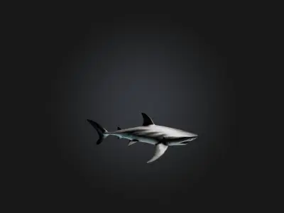 Realistic Shark Model Low-poly 3D model