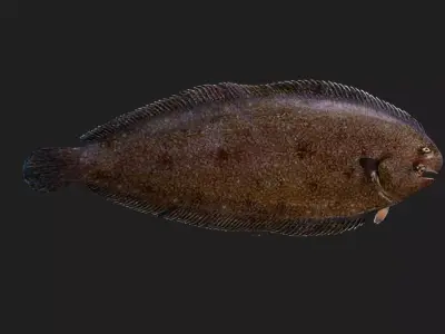 Flatfish Low-poly 3D model get