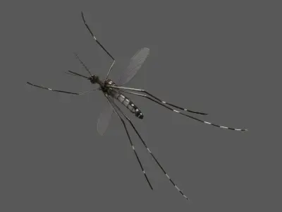 Mosquito Yellow Fever (Animated) 3D model